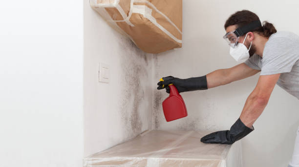 Professional Basement Mold Removal technician working in Warrington, PA