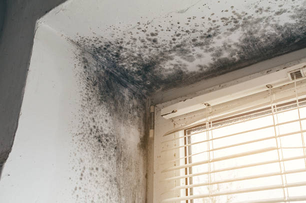 Affordable Basement Mold Removal solutions in Warrington, PA