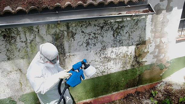 Top rated local Basement Mold Removal specialists in Warrington, PA